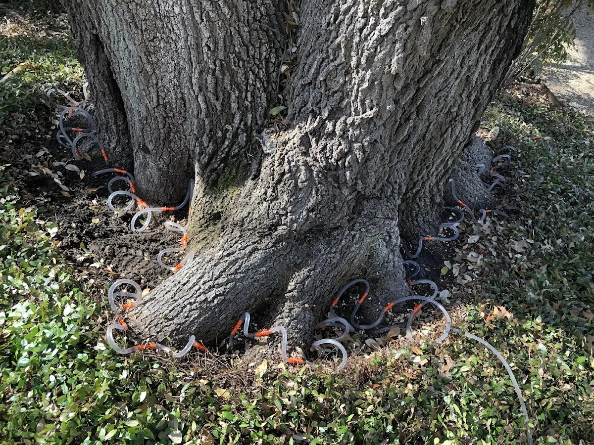 Detailed Tree Cabling and Bracing job site in New Washington