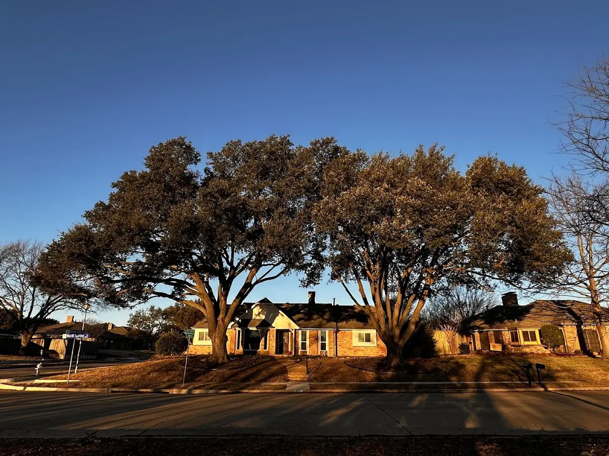 Established residential canopy tree shading a home in New Washington